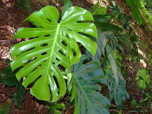 Monstera deliciosa (Ceriman) — photo