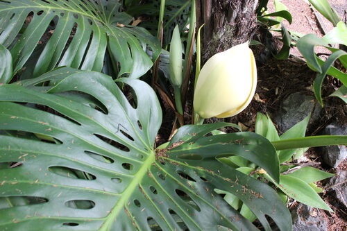 Monstera deliciosa (Ceriman) — photo