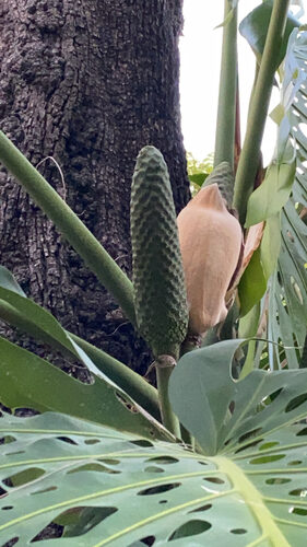 Monstera deliciosa