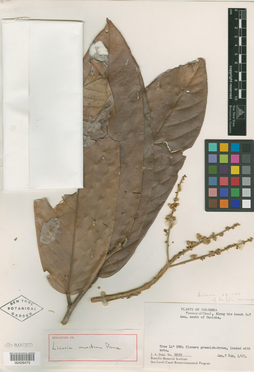 Moquilea maritima (Maritime licania) — photo