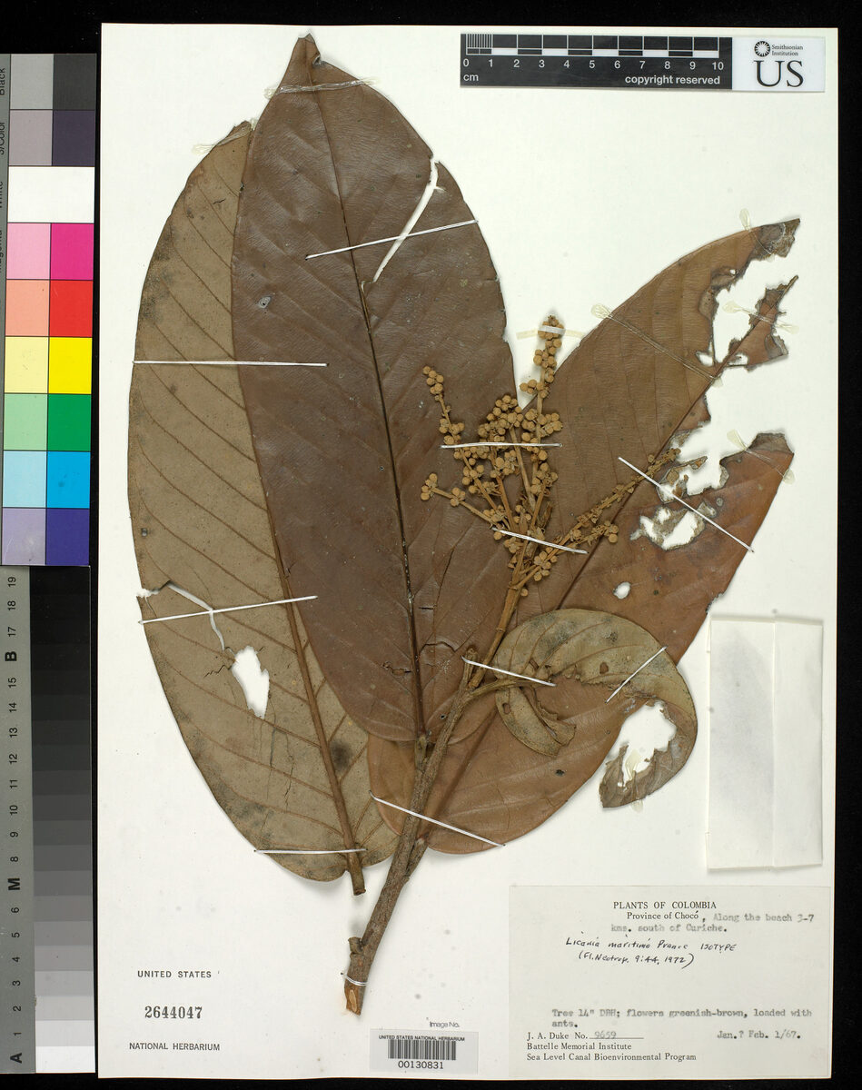 Moquilea maritima