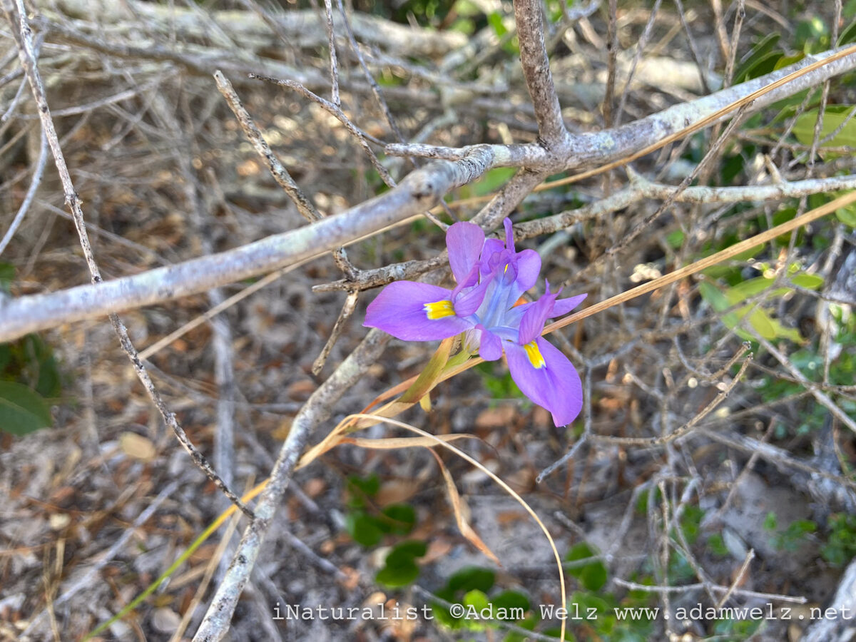 Moraea fugax - (Delaroche.)Jacq. — photo