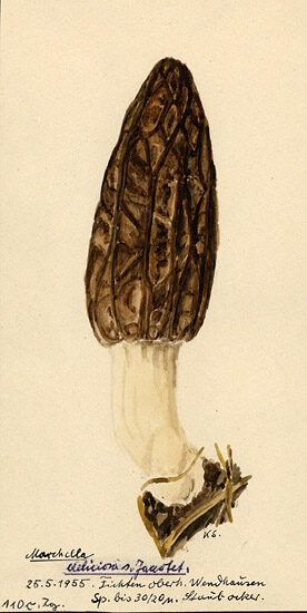 Morchella conica var. deliciosa (Black morel) — photo