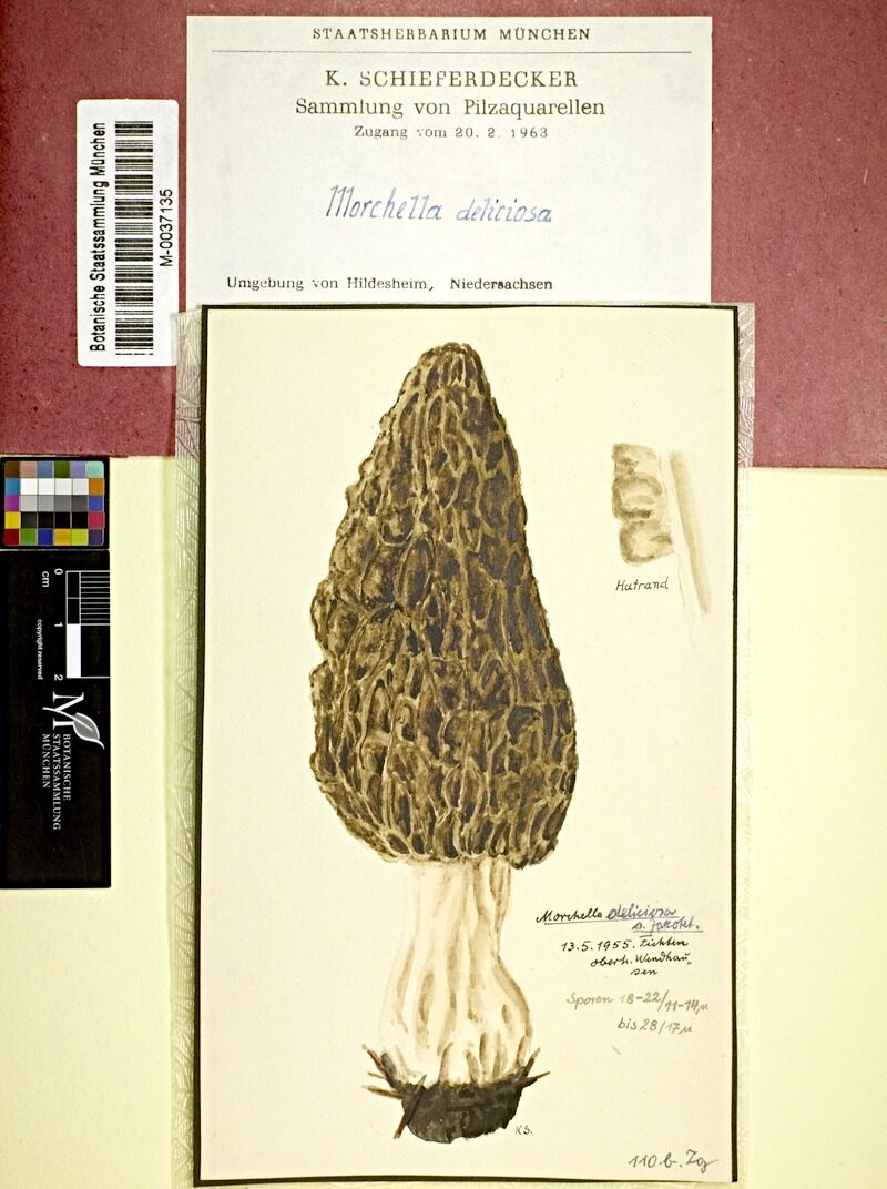 Morchella conica var. deliciosa (Black morel) — photo