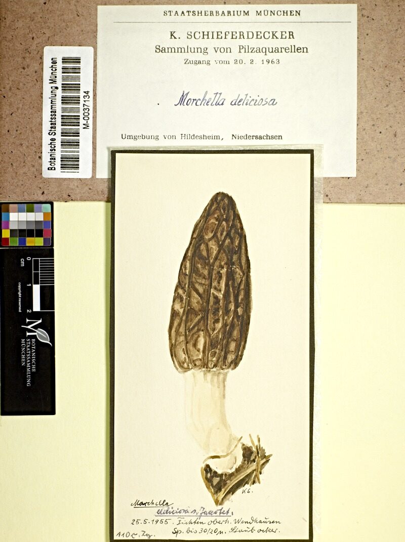 Morchella conica var. deliciosa