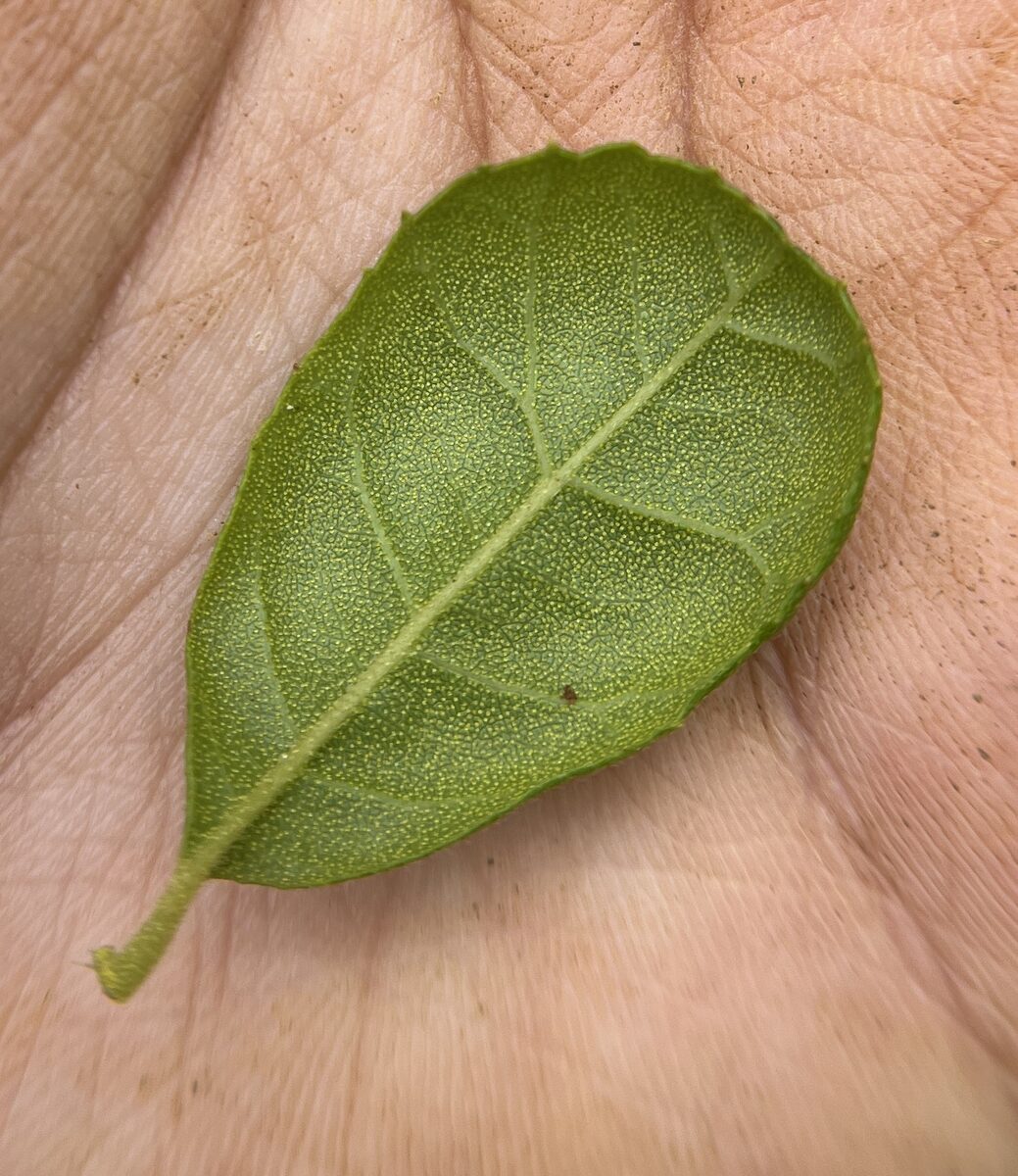 Morella holdridgeana — photo