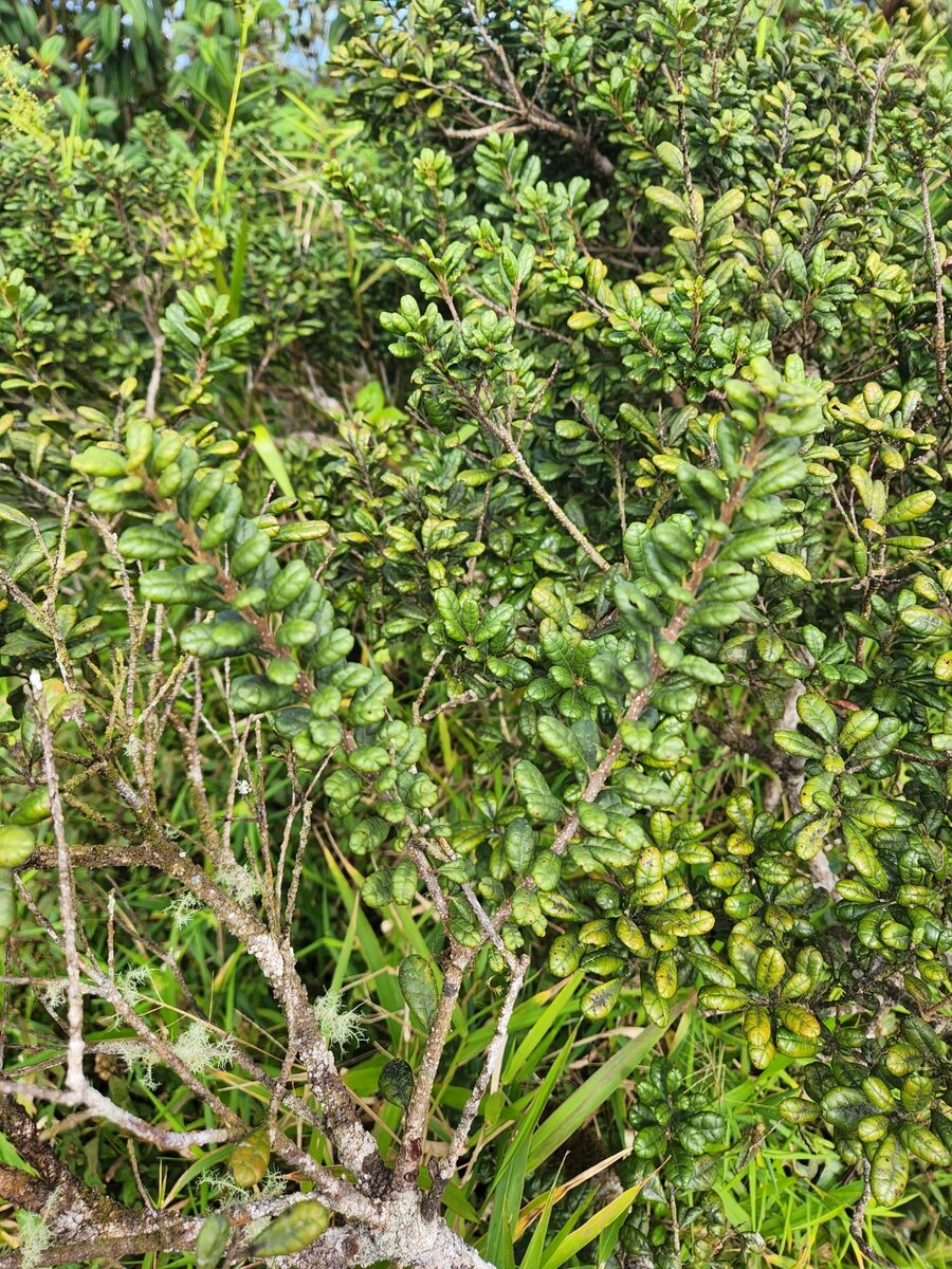 Morella holdridgeana