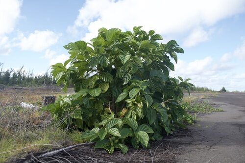 Morinda citrifolia (Noni) — photo