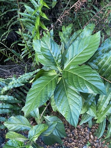 Morinda citrifolia (Noni) — photo