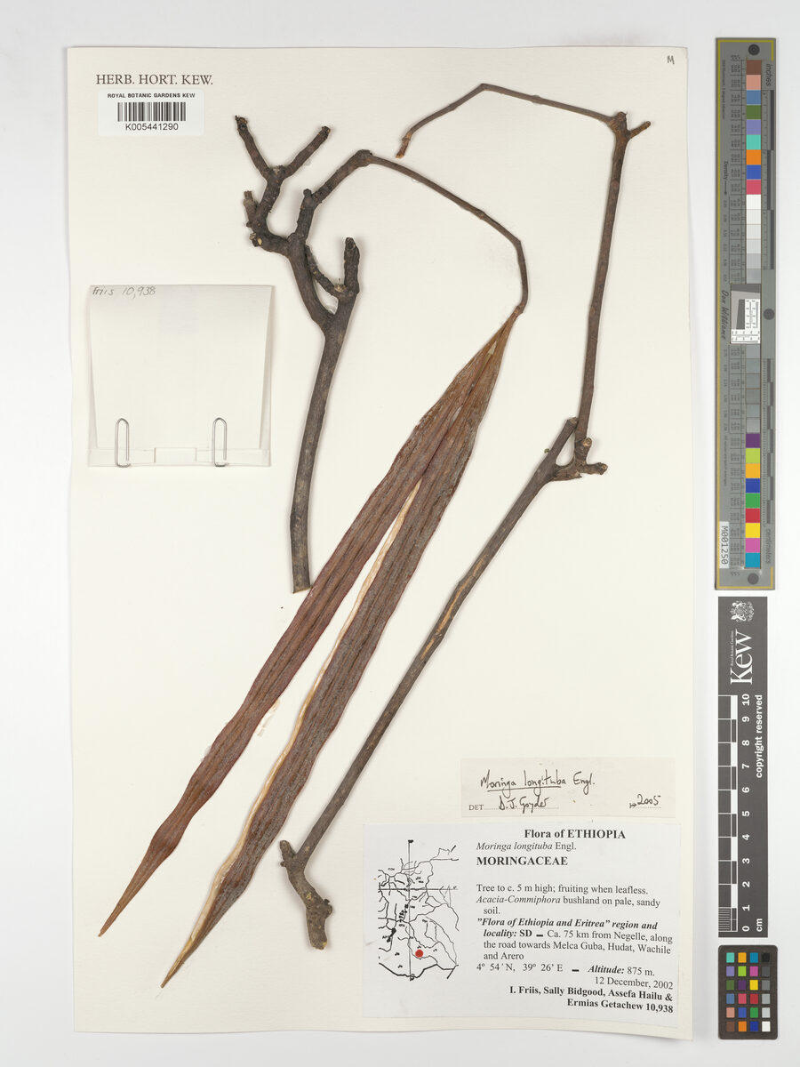 Moringa longituba — photo