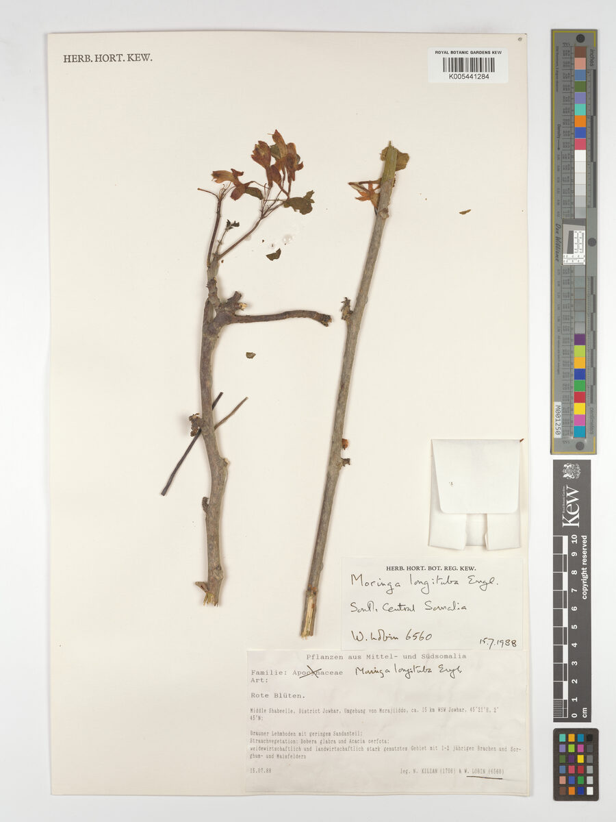 Moringa longituba — photo