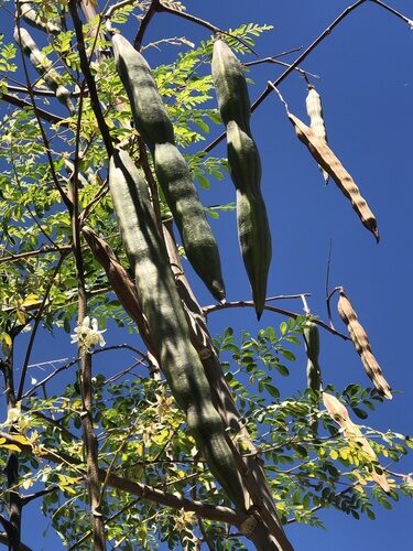 Moringa oleifera (Horseradish Tree) — photo