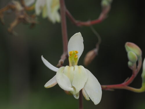Moringa oleifera (Horseradish Tree) — photo