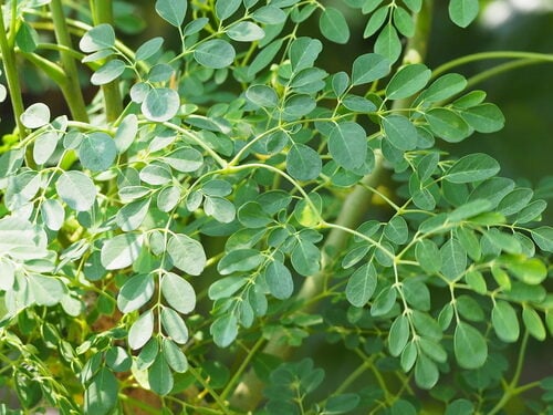 Horseradish Tree