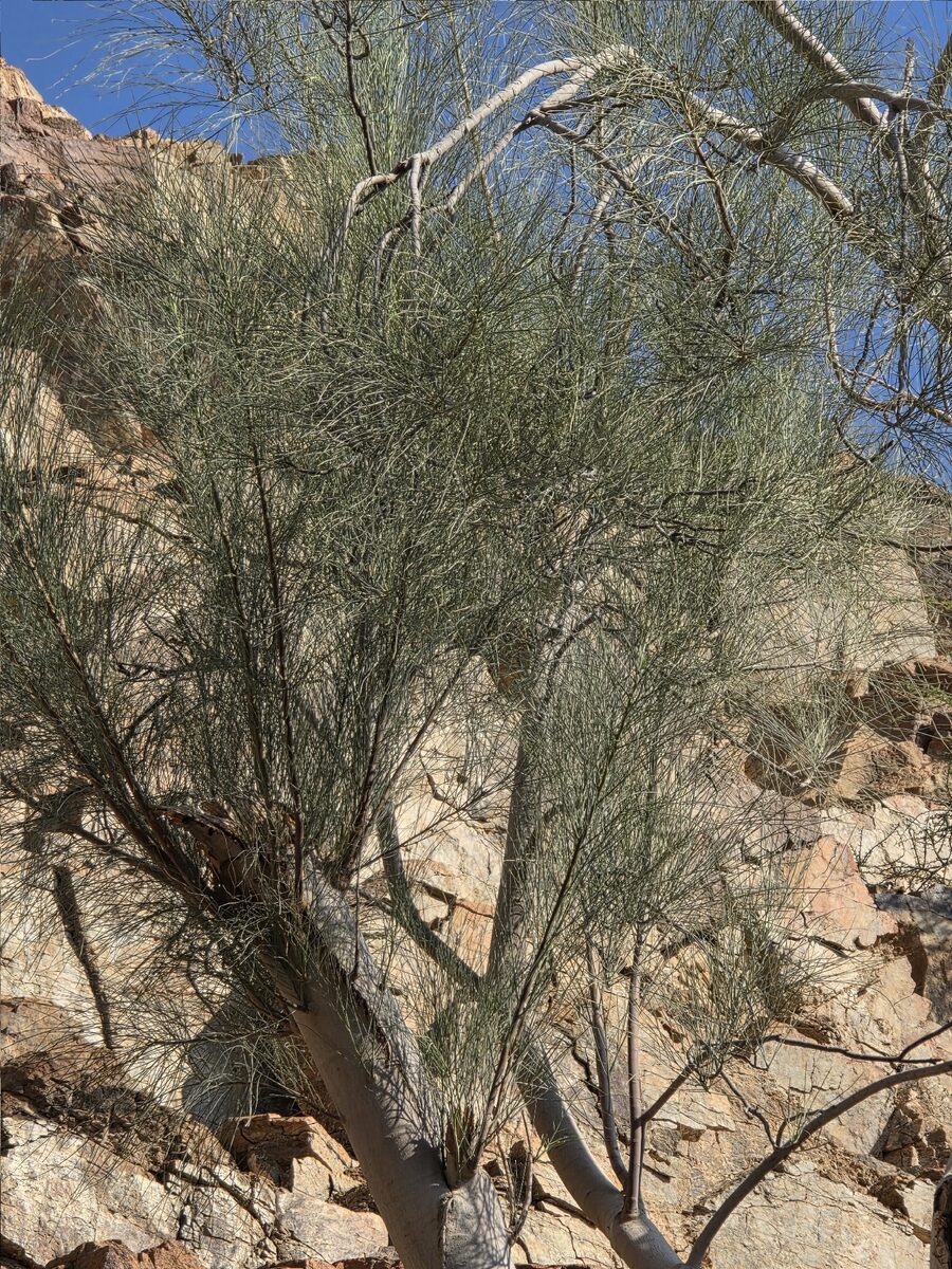 Moringa peregrina - (Forssk.) Fiori (Moringa) — photo