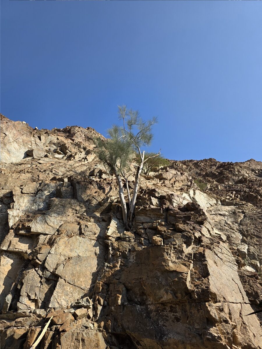 Moringa peregrina - (Forssk.) Fiori (Moringa) — photo