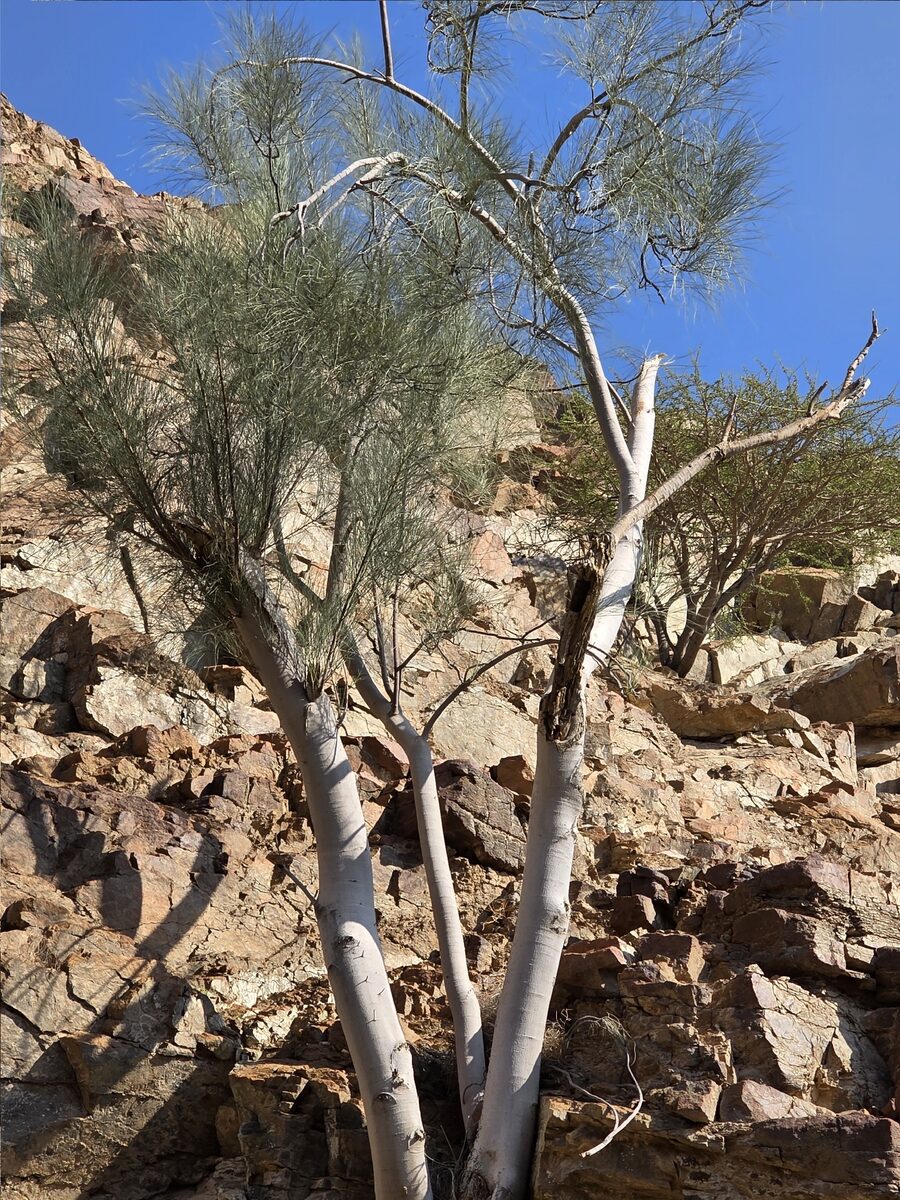 Moringa peregrina - (Forssk.) Fiori