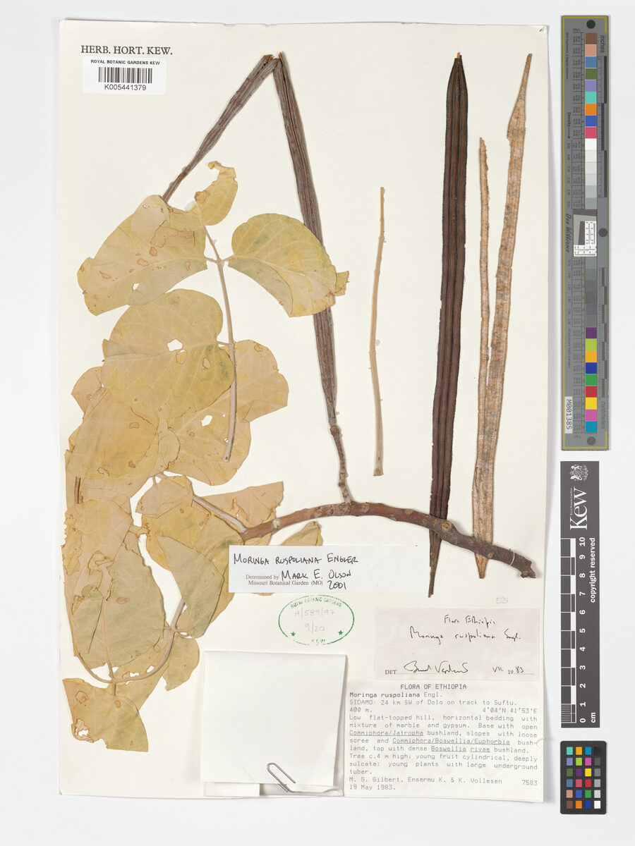 Moringa ruspoliana — photo