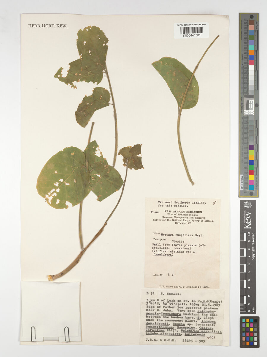 Moringa ruspoliana — photo