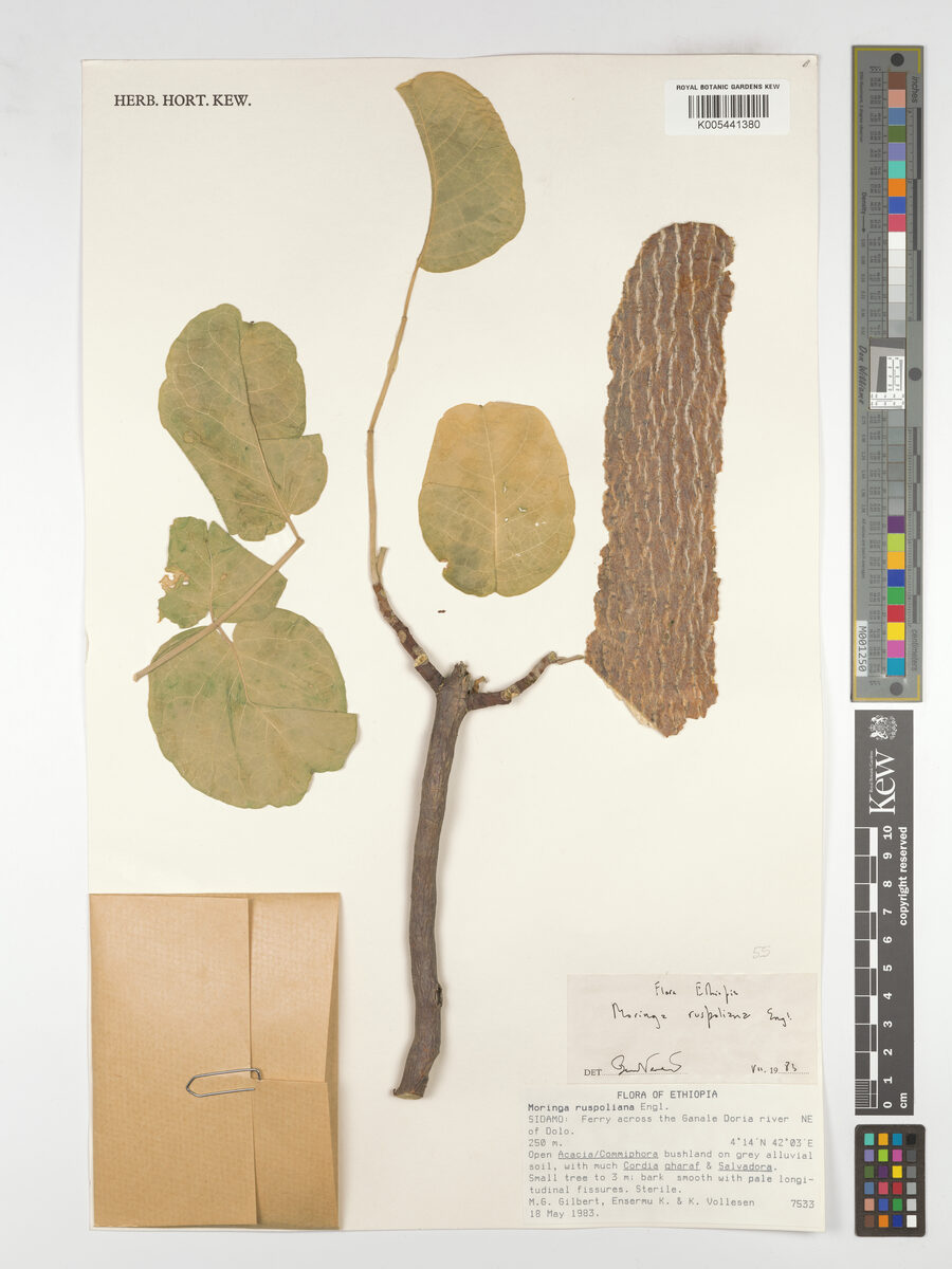 Moringa ruspoliana