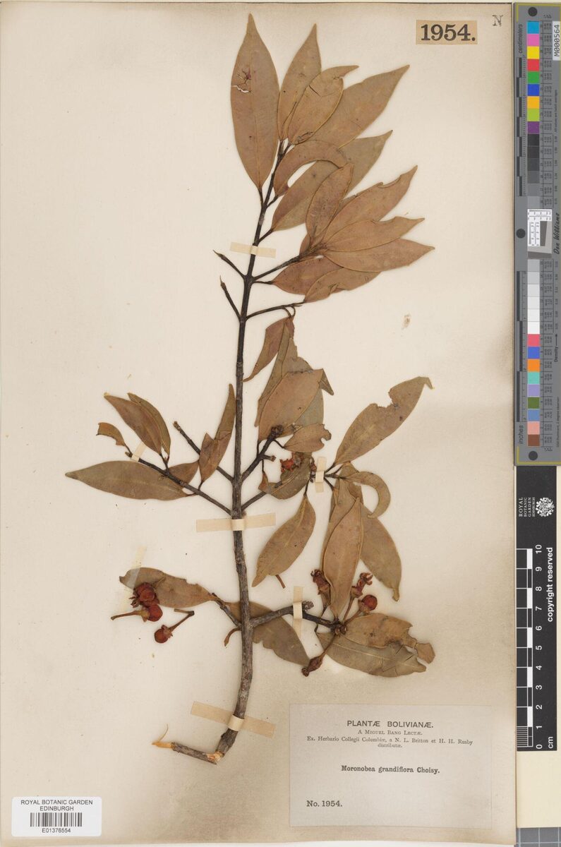 Moronobea grandiflora (Bacuri) — photo