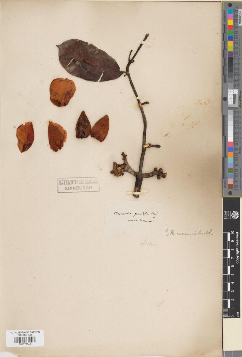 Moronobea grandiflora