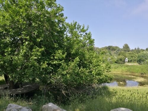 Morus alba (White Mulberry) — photo