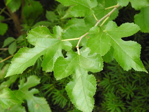 Morus alba (White Mulberry) — photo