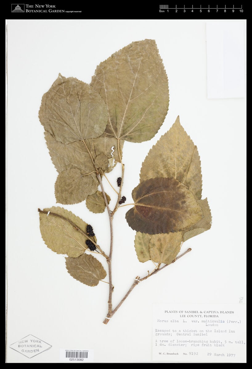 Morus alba multicaulis - (Perr.)Loudon. (White Mulberry) — photo