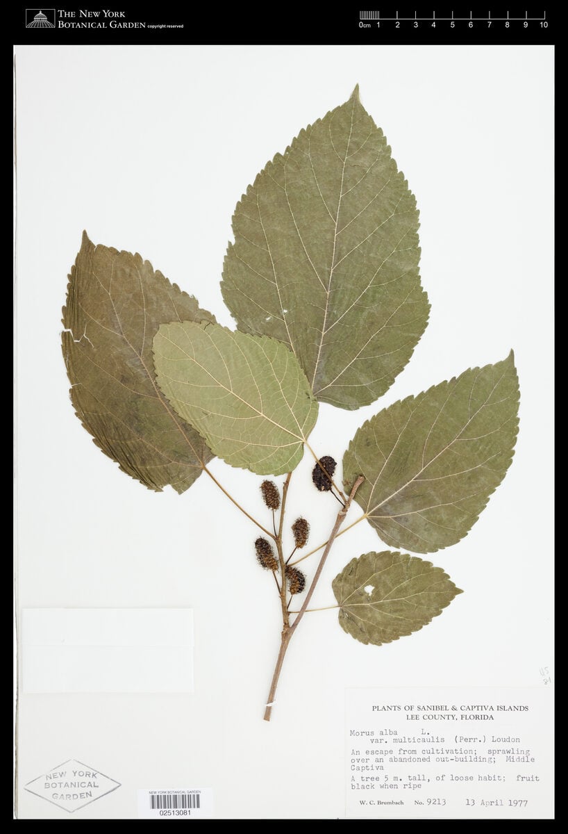 Morus alba multicaulis - (Perr.)Loudon. (White Mulberry) — photo