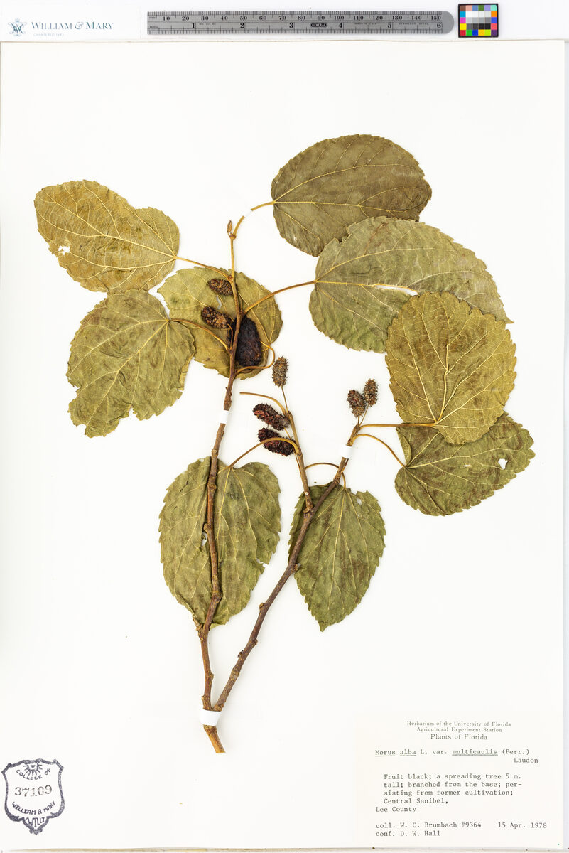 Morus alba multicaulis - (Perr.)Loudon.