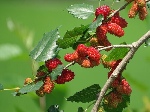 Morus alba
