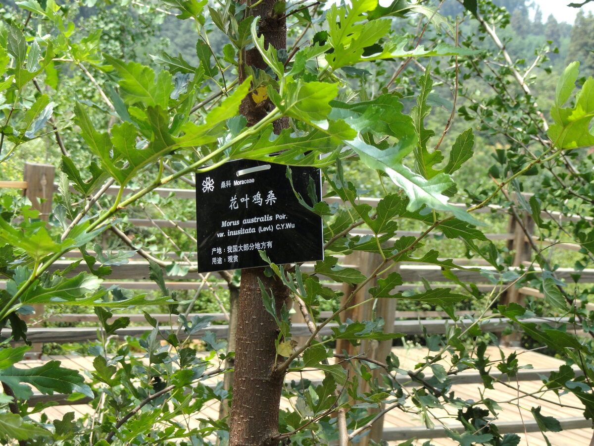 Morus australis (Korean Mulberry) — photo