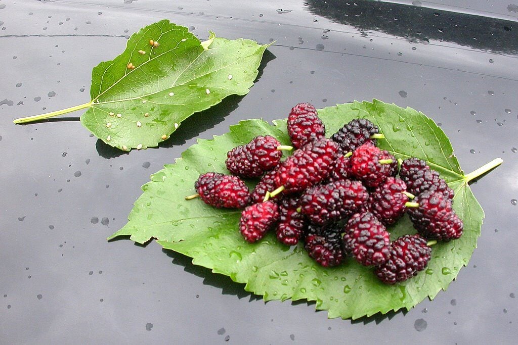 Morus macroura (Himalayan Mulberry) — photo