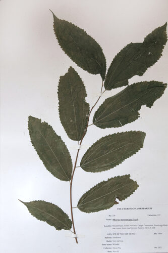 Morus mesozygia (African mulberry) — photo