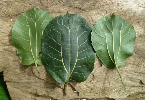 Morus mesozygia