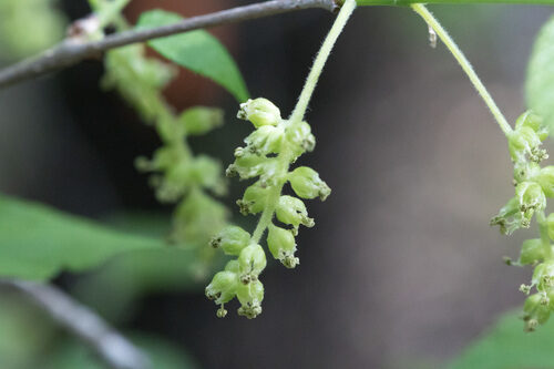 Morus microphylla (Texas Mulberry) — photo
