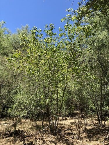 Morus microphylla (Texas Mulberry) — photo