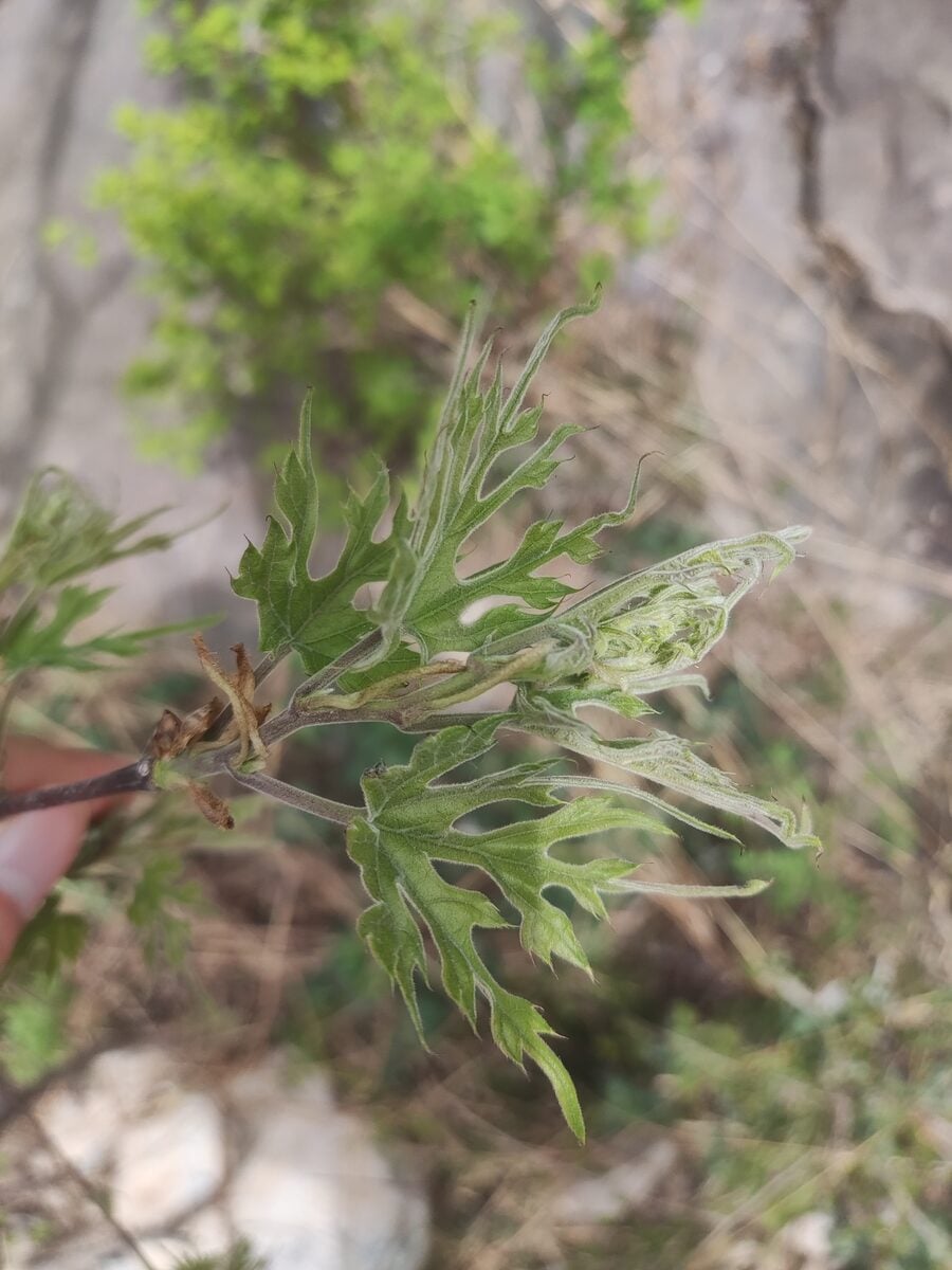 Morus mongolica - (Bur.)Schneid. (Mongolian Mulberry) — photo