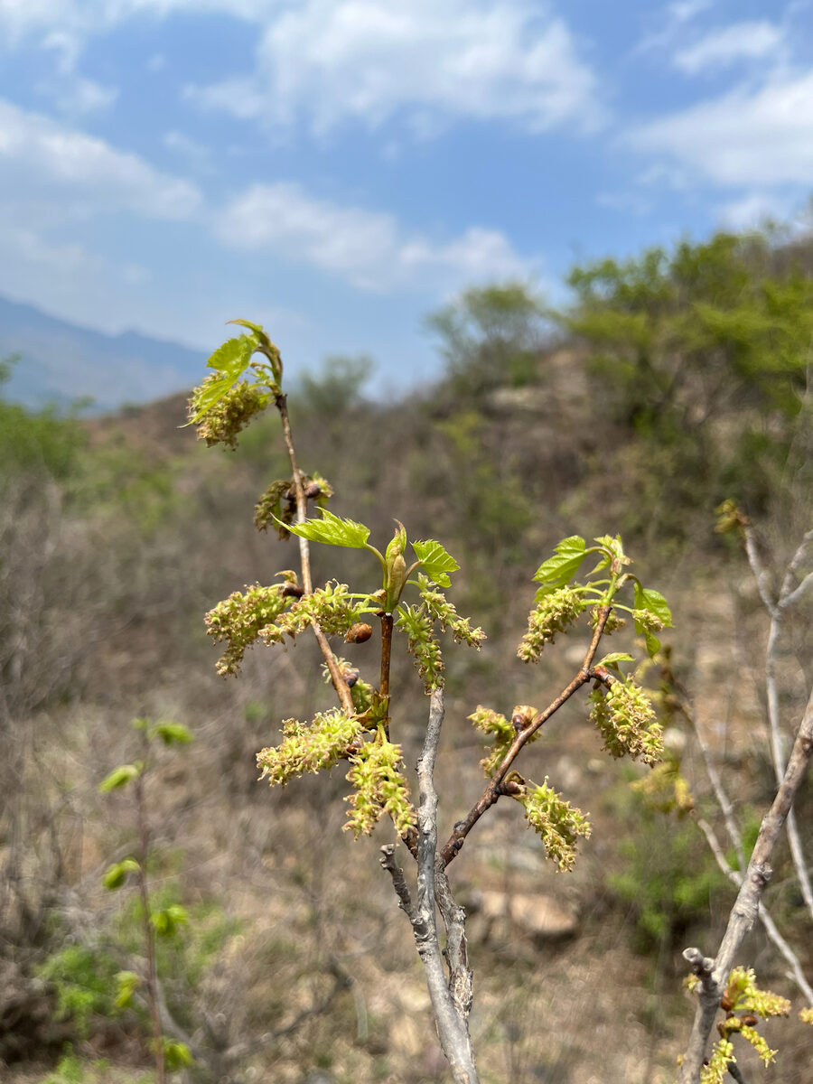Morus mongolica - (Bur.)Schneid. (Mongolian Mulberry) — photo