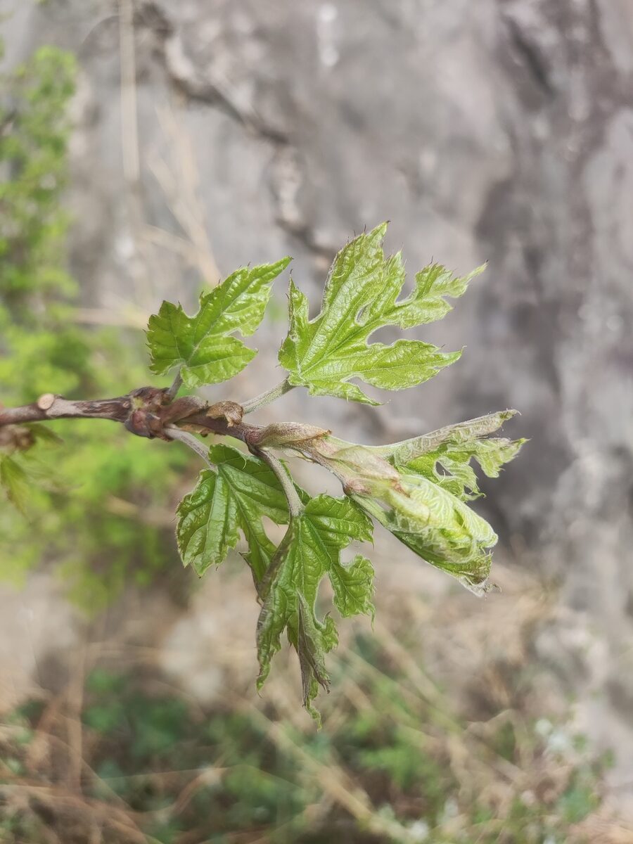 Morus mongolica - (Bur.)Schneid.