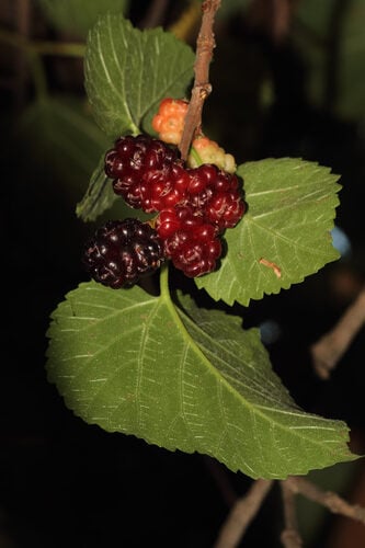 Morus nigra (Black Mulberry) — photo