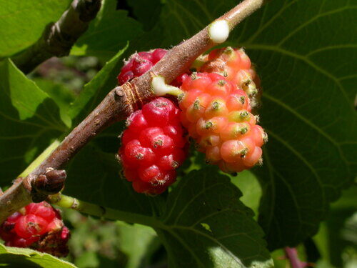 Morus nigra (Black Mulberry) — photo