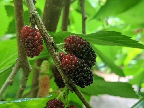 Morus rubra (Red Mulberry) — photo