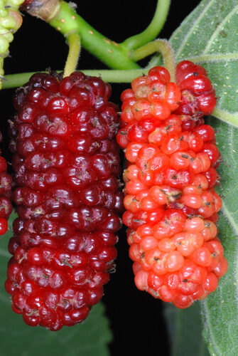 Morus rubra (Red Mulberry) — photo