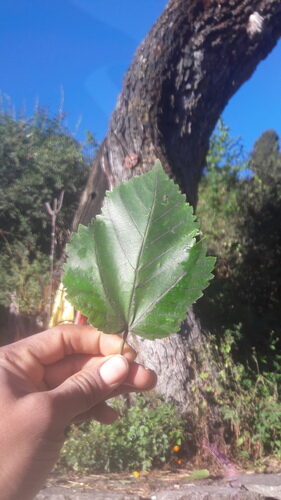 Morus serrata