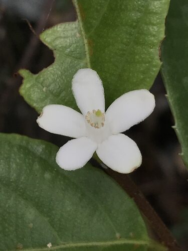 Mosiera longipes (Guayabilla) — photo