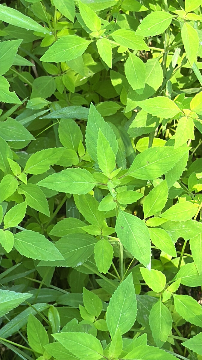 Mosla dianthera - (Buch.