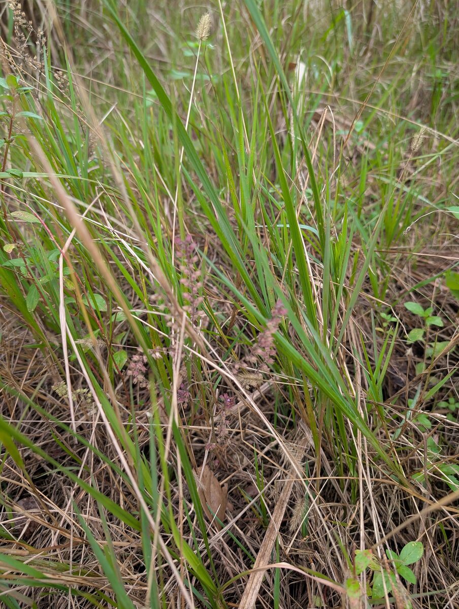 Mosla scabra - (Thunb.)C.Y.Wu & H.W.Li. — photo