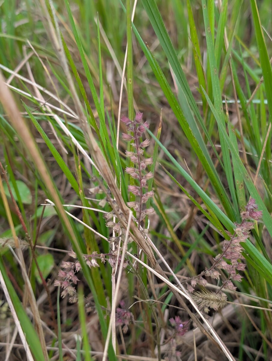 Mosla scabra - (Thunb.)C.Y.Wu & H.W.Li. — photo